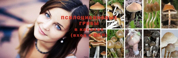 стаф Арсеньев